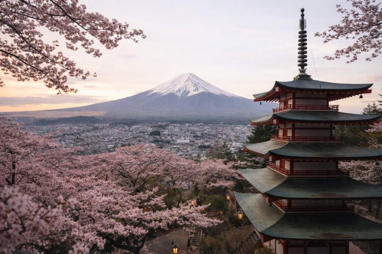 Japan cherry blossom