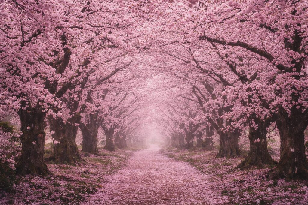 Japan Cherry Blossom Trees