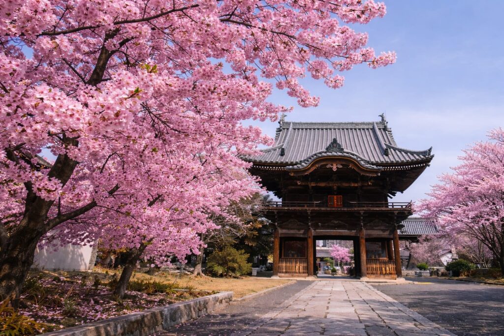 Japan Cherry Blossom Forecast